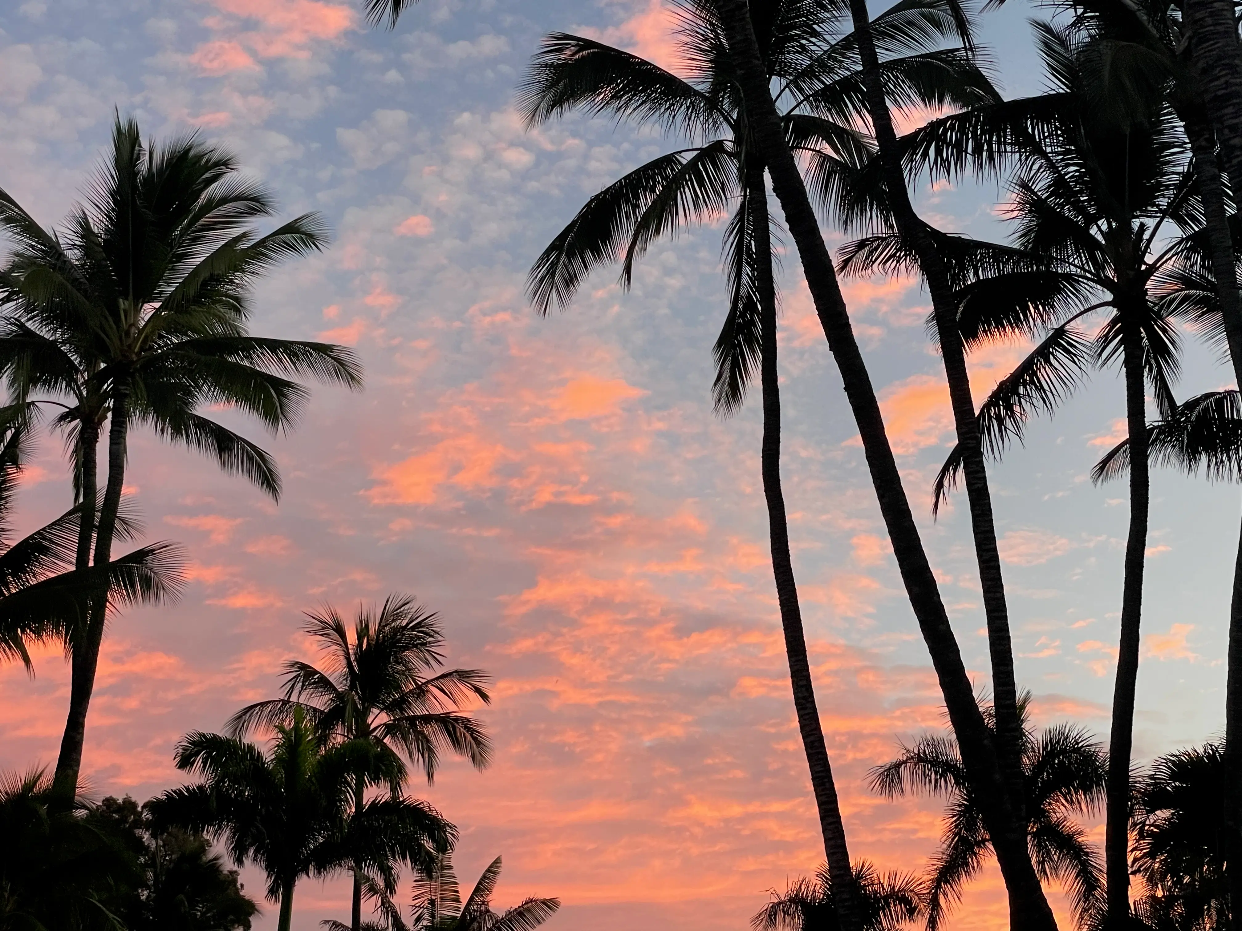 Maui schedule